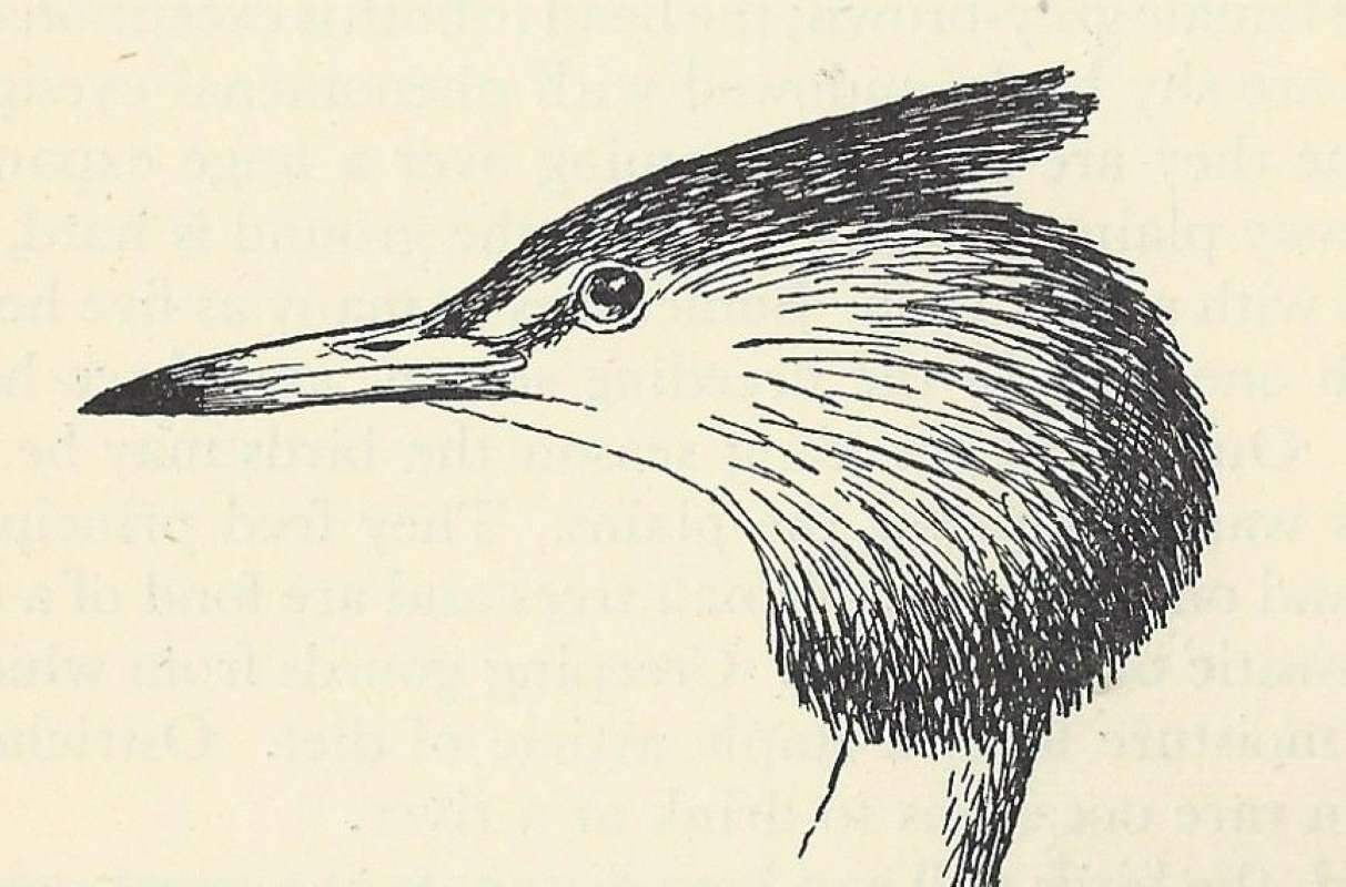 Line Drawing of Head<br>(Origin of the Specimen: Line Drawing ssp infuscatus)