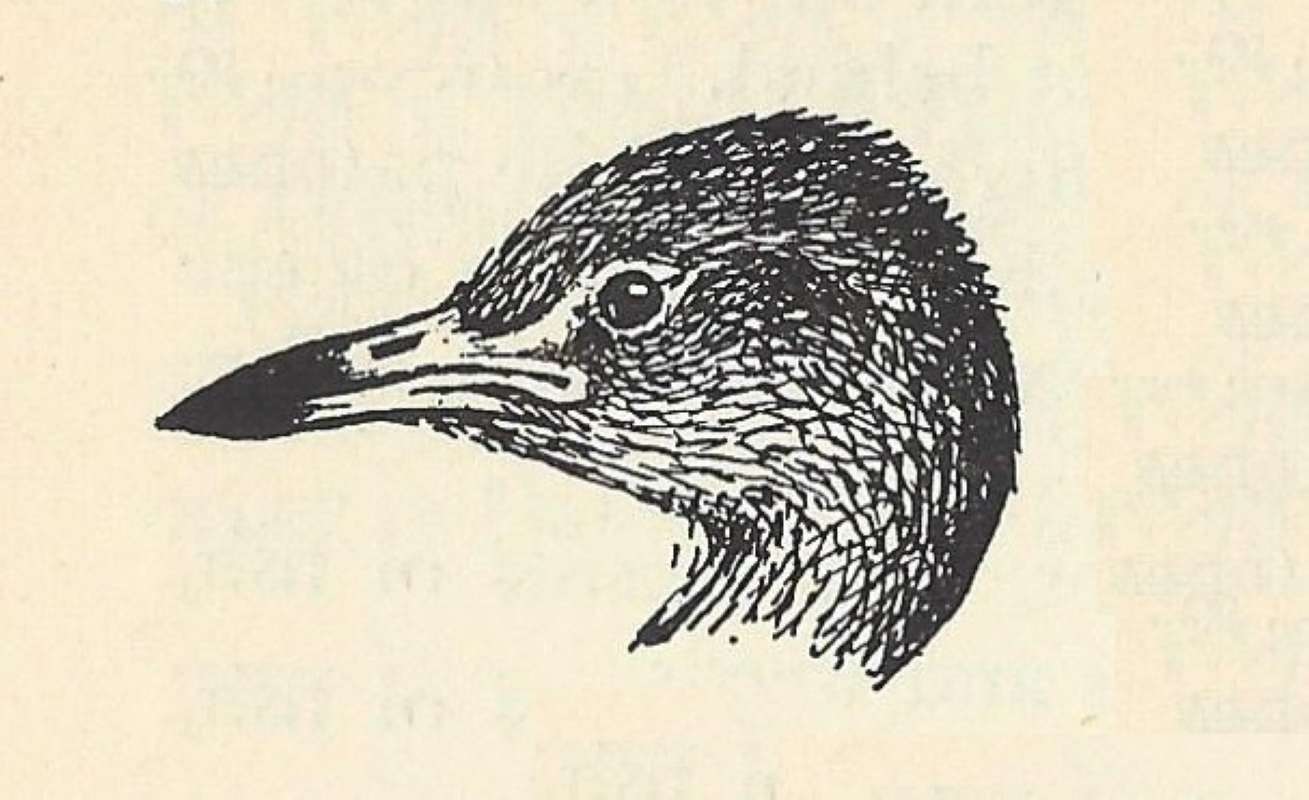 Subspecies capensis - Head View<br>(Origin of the Specimen: Line Drawing -)