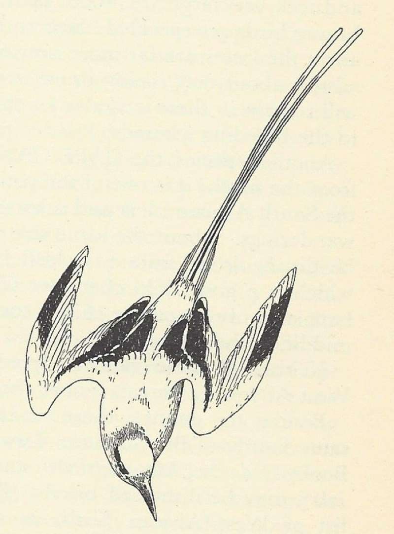 Line Drawing - subspecies ascensionis<br>(Origin of the Specimen: D.A.B.)