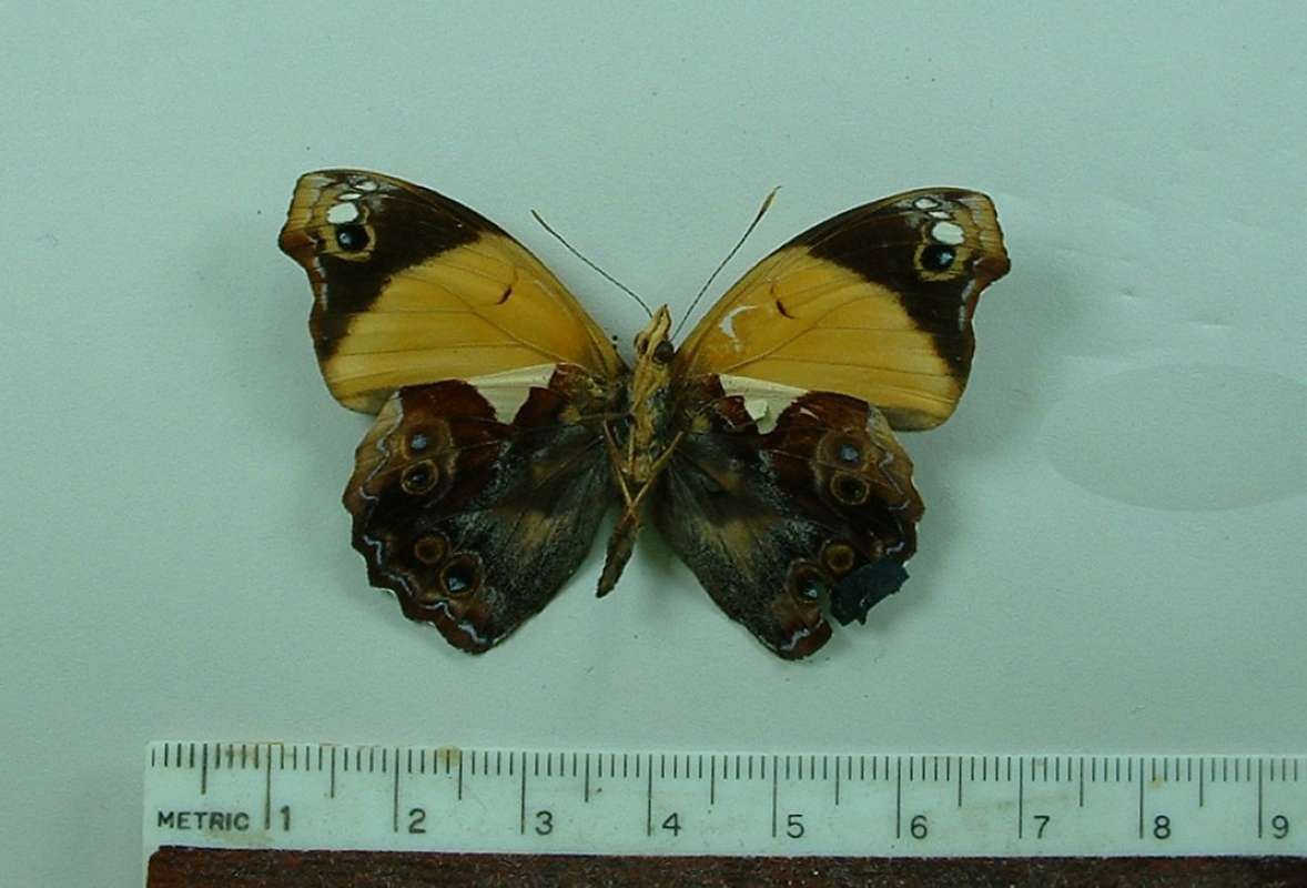 Ventral View<br>(Origin of the Specimen: Tingo Maria, Peru)