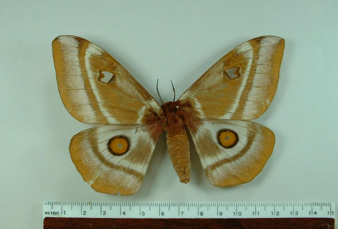 Female - Dorsal View<br>(Origin of the Specimen: Madagascar)