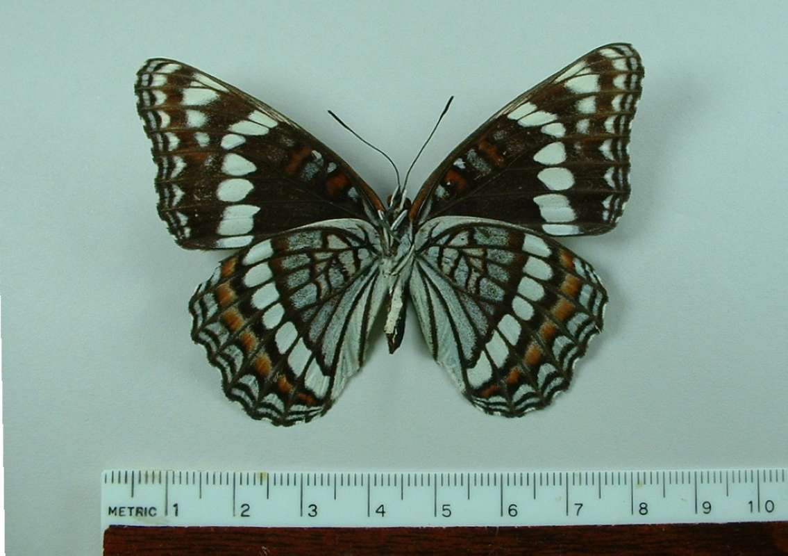 Ventral View - Mounted<br>(Origin of the Specimen: New Mexico, USA)