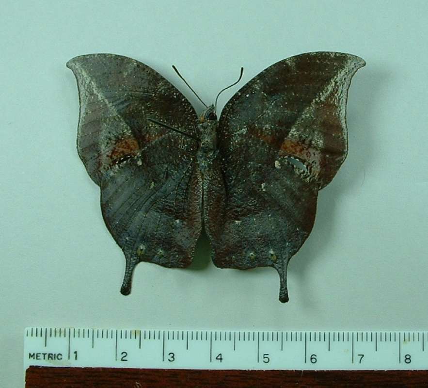 Male - Ventral View<br>(Origin of the Specimen: Peru)