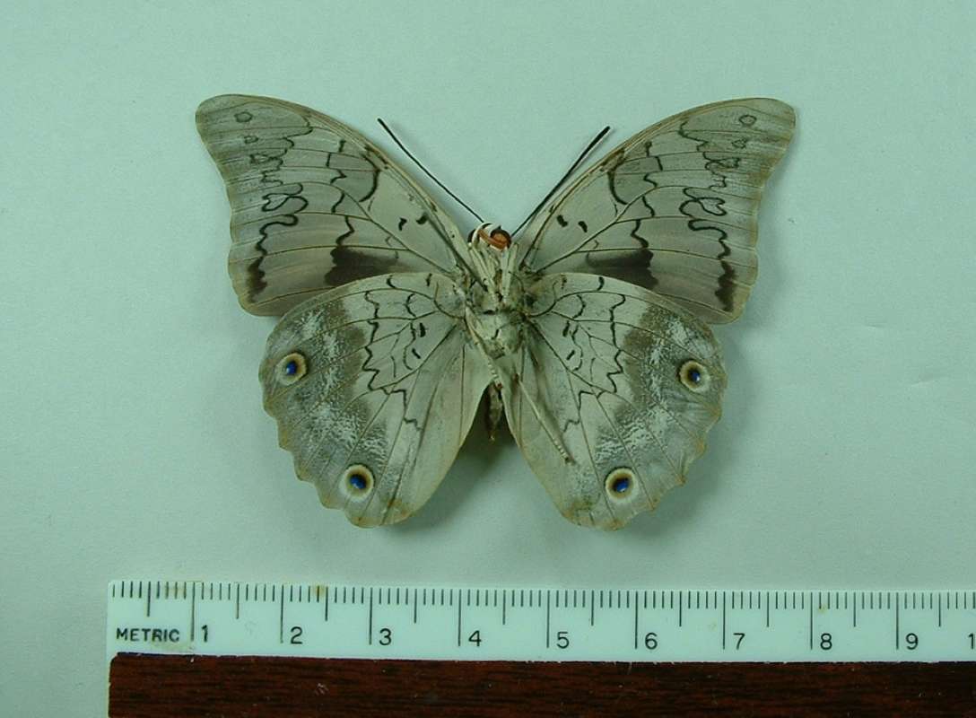 Male - Ventral Mounted<br>(Origin of the Specimen: El Salvador)