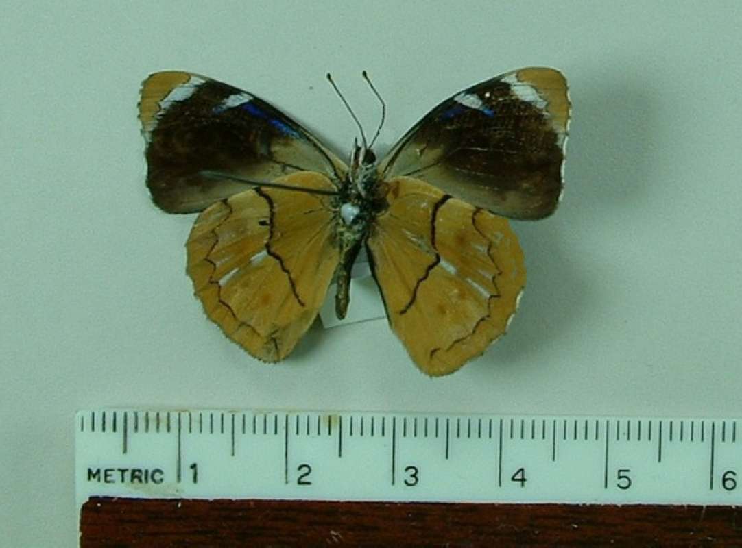 Male - Ventral<br>(Origin of the Specimen: Tingo Maria, Peru)