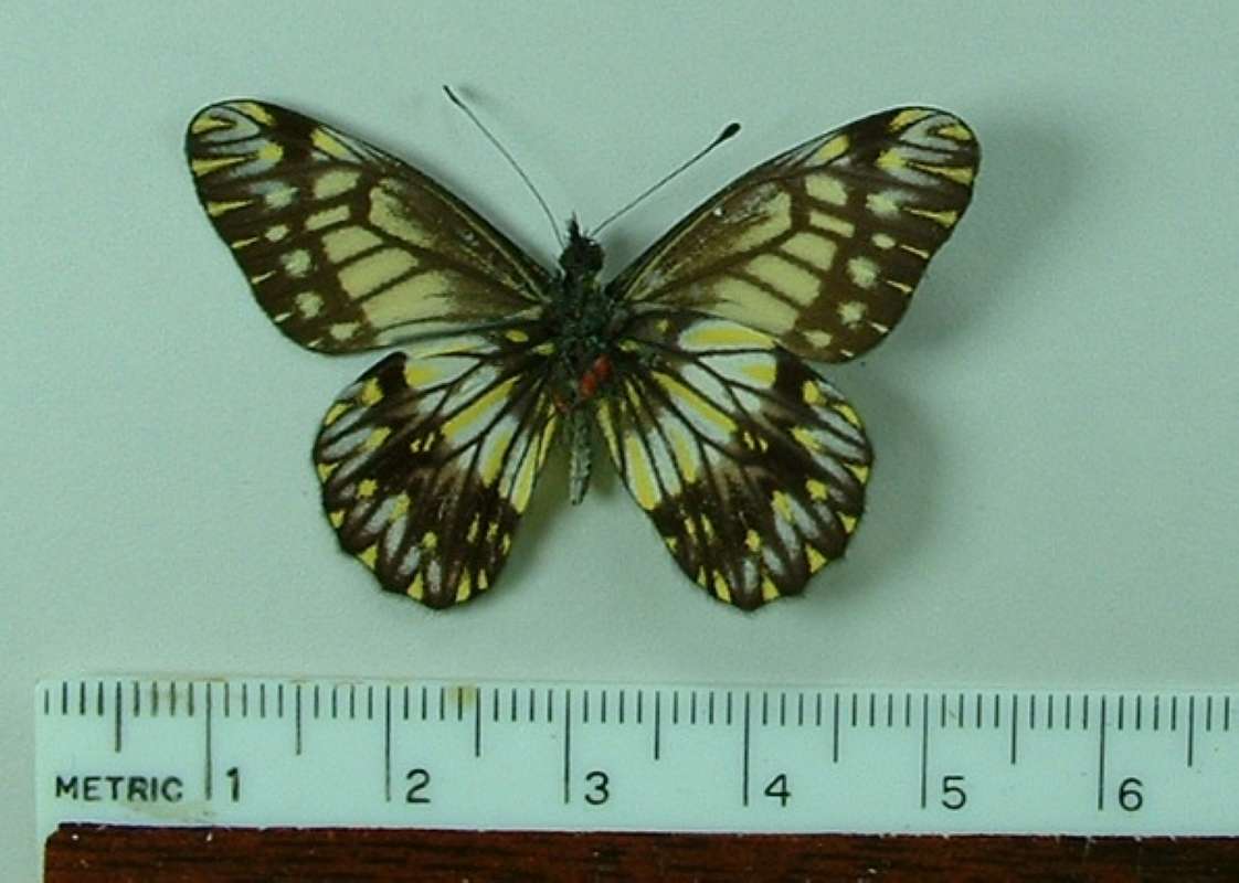 Male - Ventral<br>(Origin of the Specimen: Huanuco, Peru)