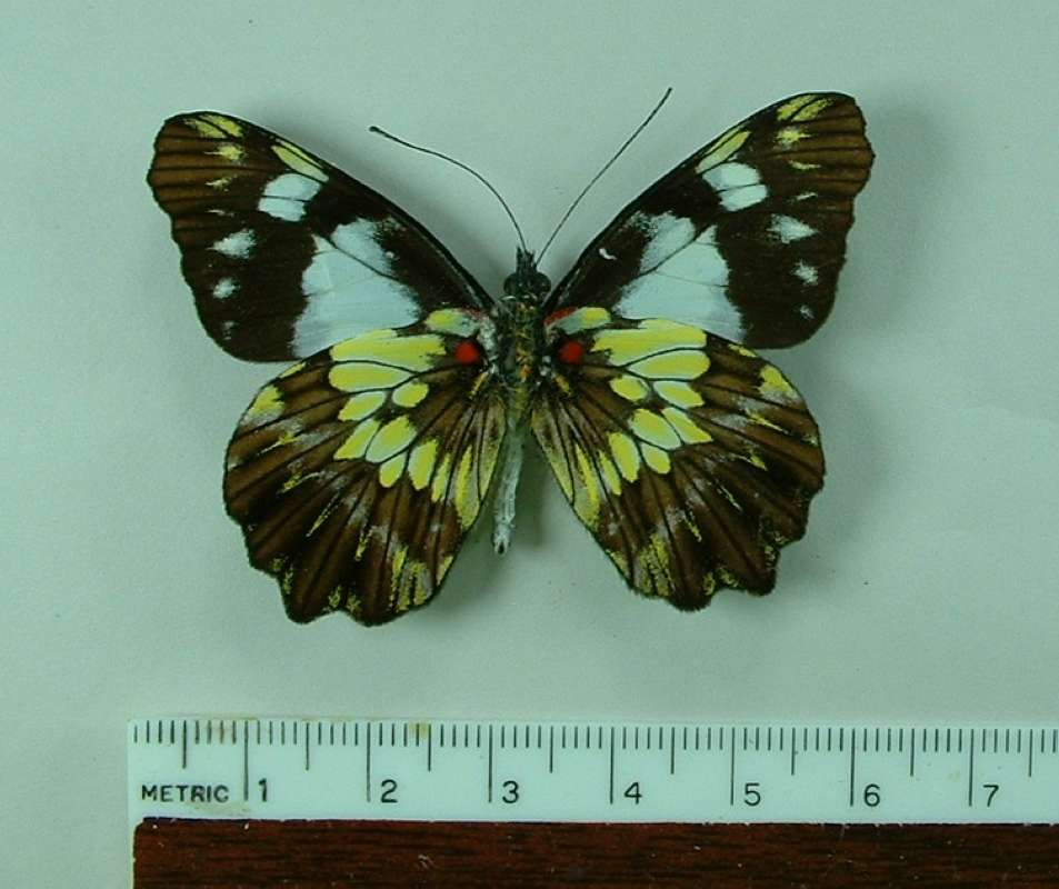 Male - Ventral<br>(Origin of the Specimen: Tingo Maria, Peru)