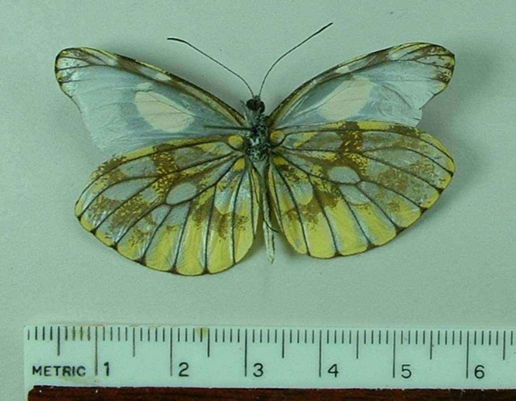 Male - Ventral View<br>(Origin of the Specimen: Cayumbo, Peru)