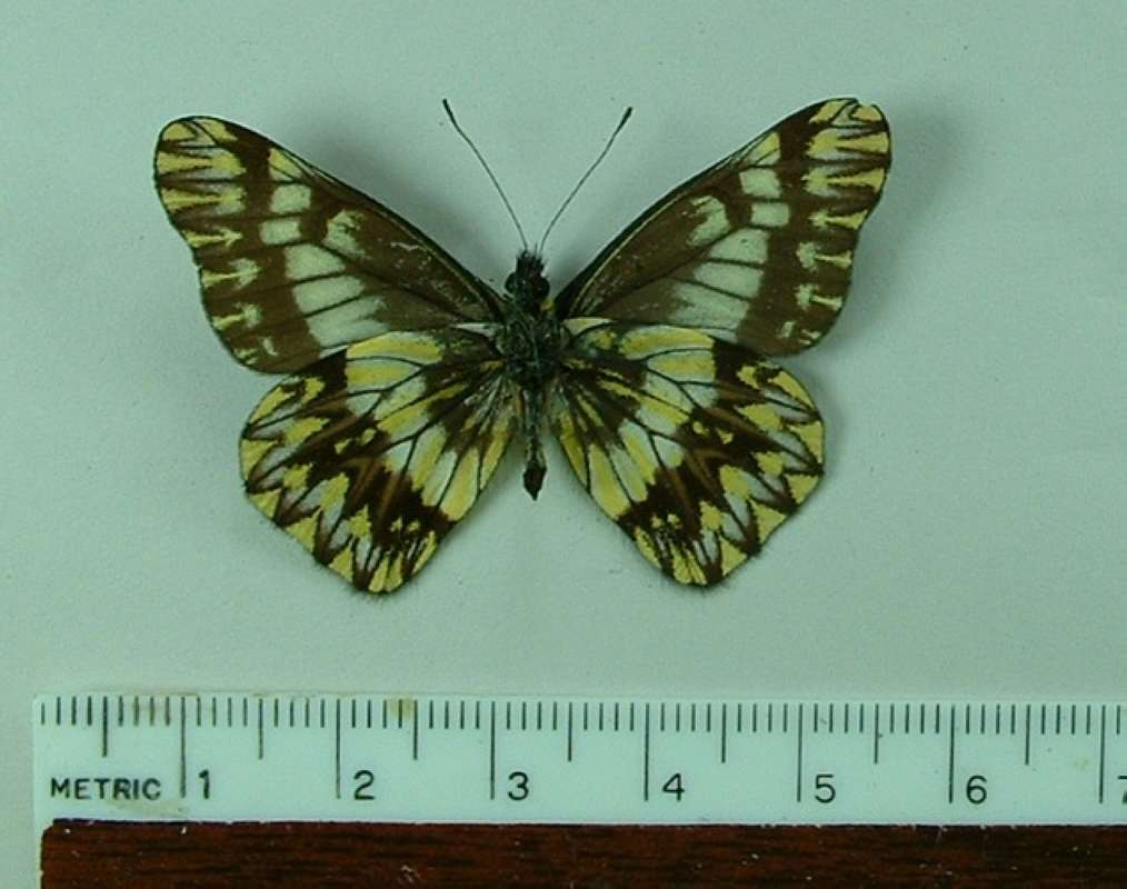 Male - Ventral View<br>(Origin of the Specimen: Tingo Maria, Peru)