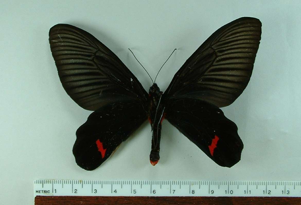 Mounted - Male Ventral<br>(Origin of the Specimen: Celebes (sulawesi), Indonesia)