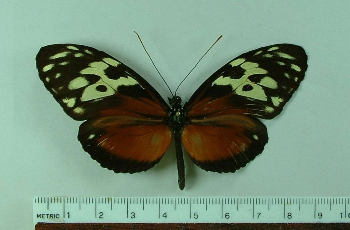 F Discomaculatus - Female<br>(Origin of the Specimen: El Salvador)