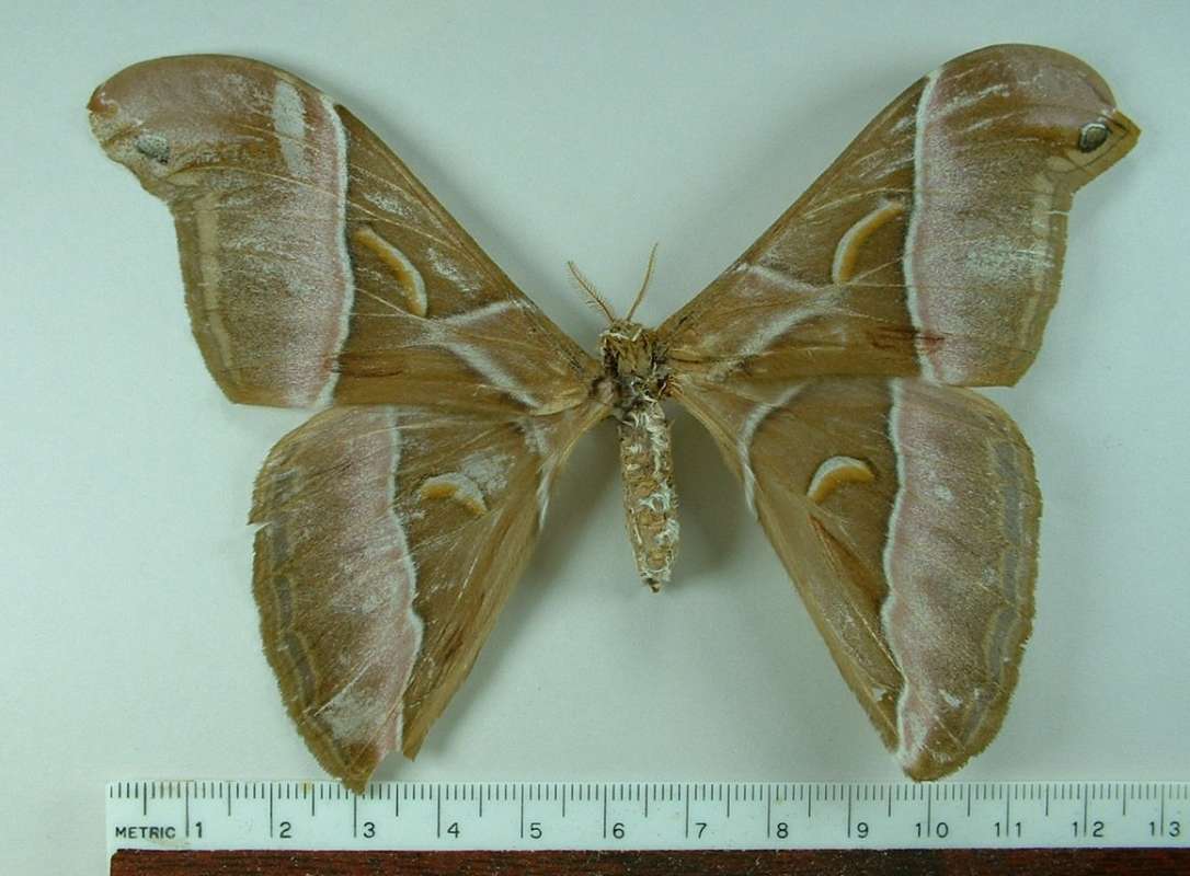 Female - Mounted Dorsal<br>(Origin of the Specimen: East Java, Indonesia)