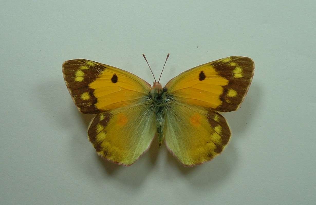 Female - Dorsal<br>(Origin of the Specimen: Bred in Austria)
