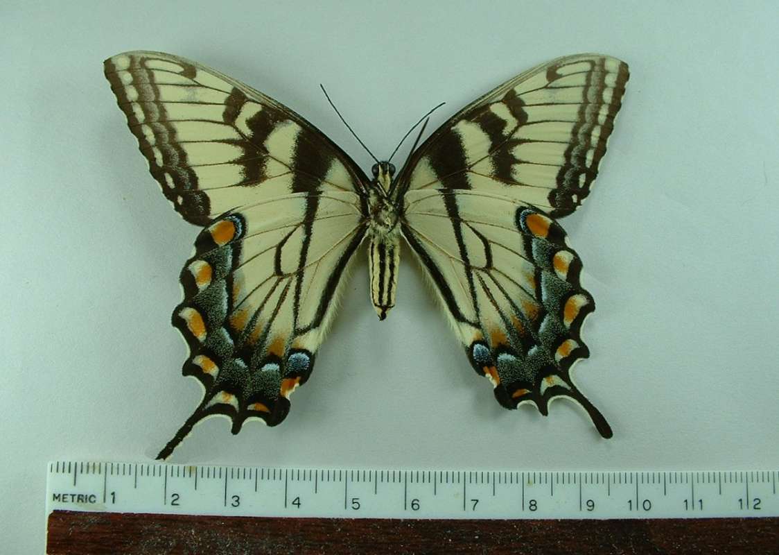 Female Ventral View<br>(Origin of the Specimen: Fulgida, Minnesota, USA)