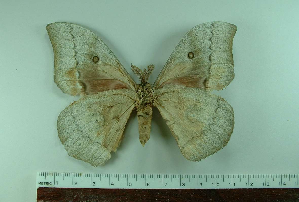 Male - Ventral View<br>(Origin of the Specimen: East Africa)