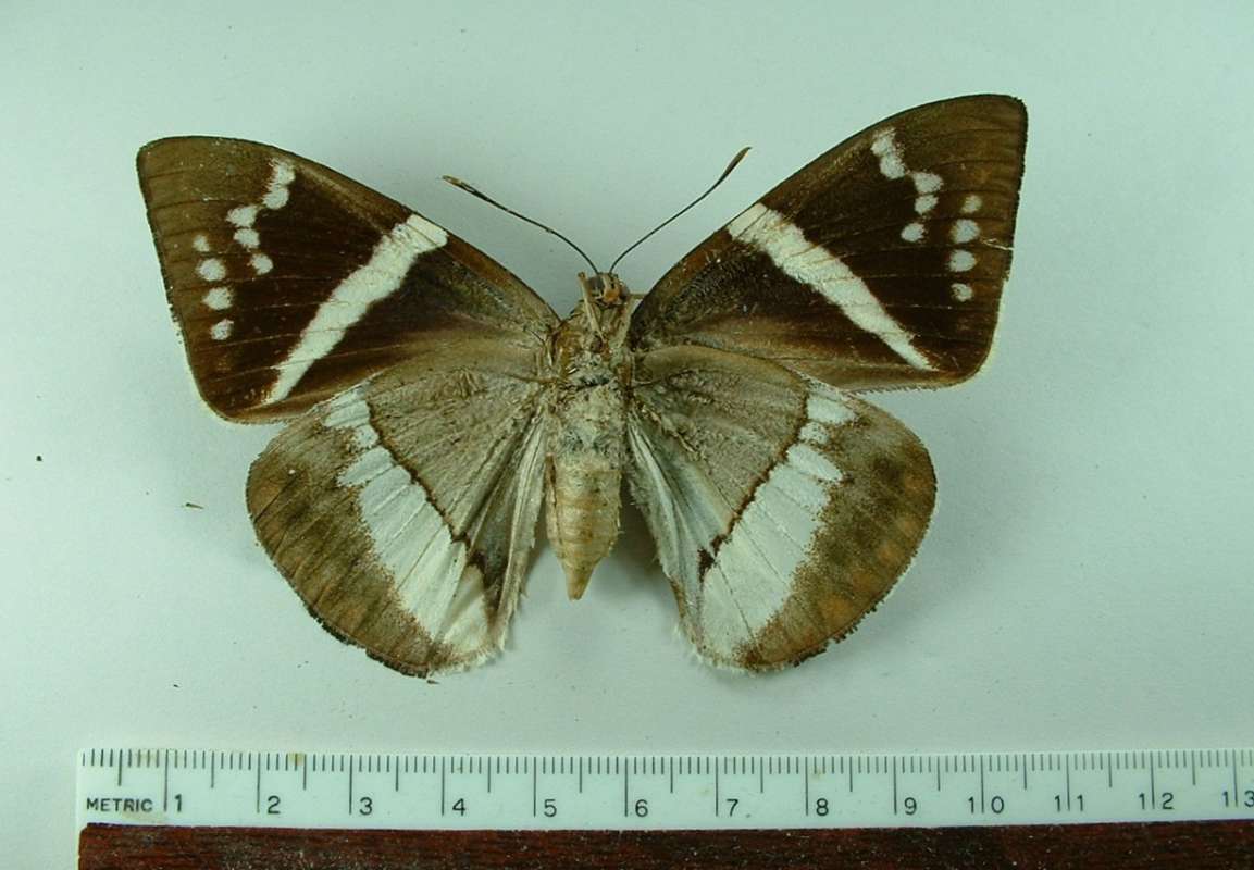 Male - Ventral View<br>(Origin of the Specimen: Peru)