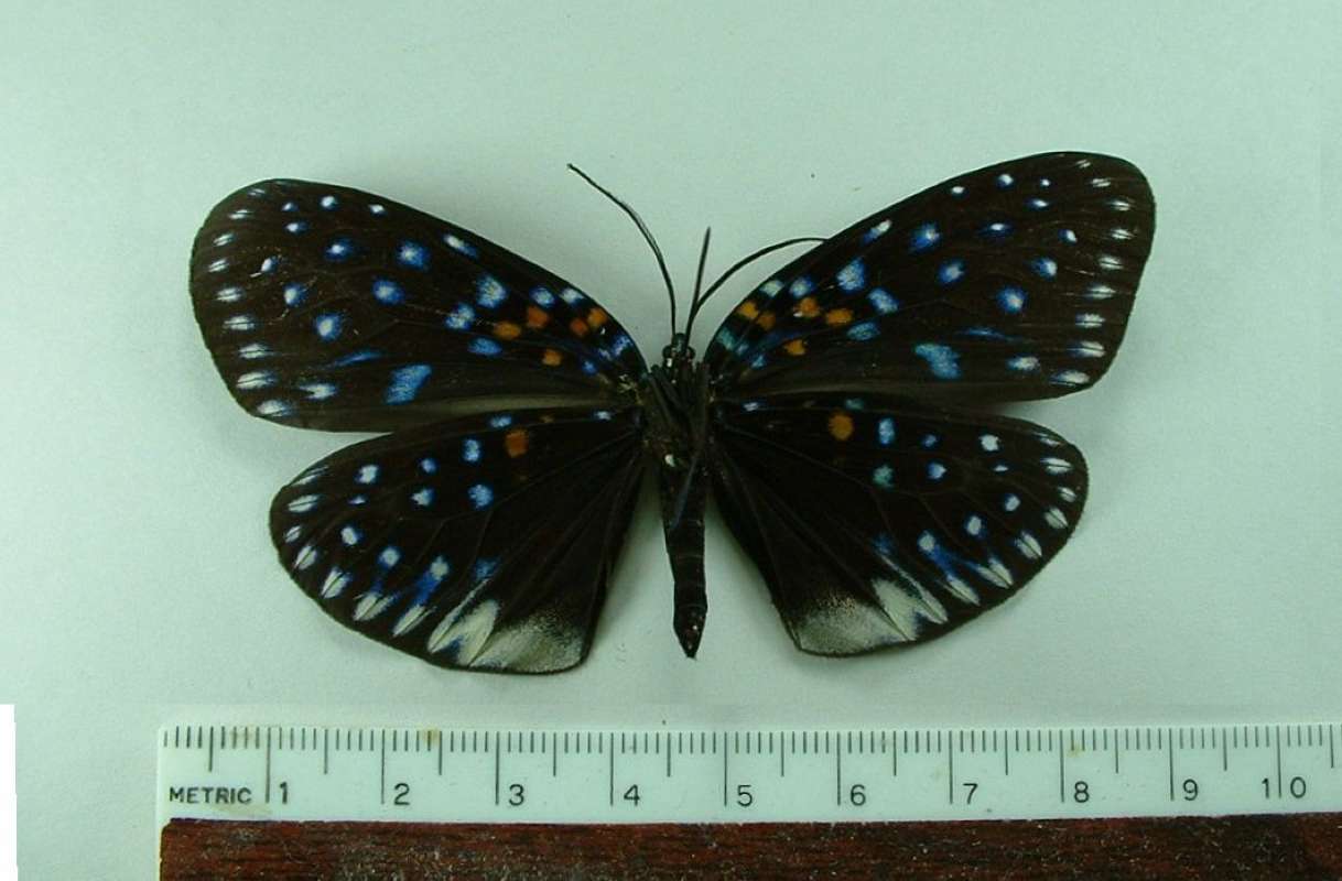 Male - Ventral View<br>(Origin of the Specimen: Chiang Rai, Thailand)
