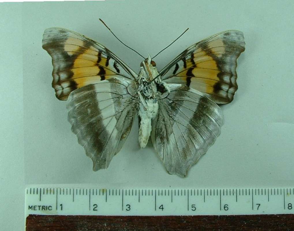 Male - Ventral<br>(Origin of the Specimen: Satipo, Peru)