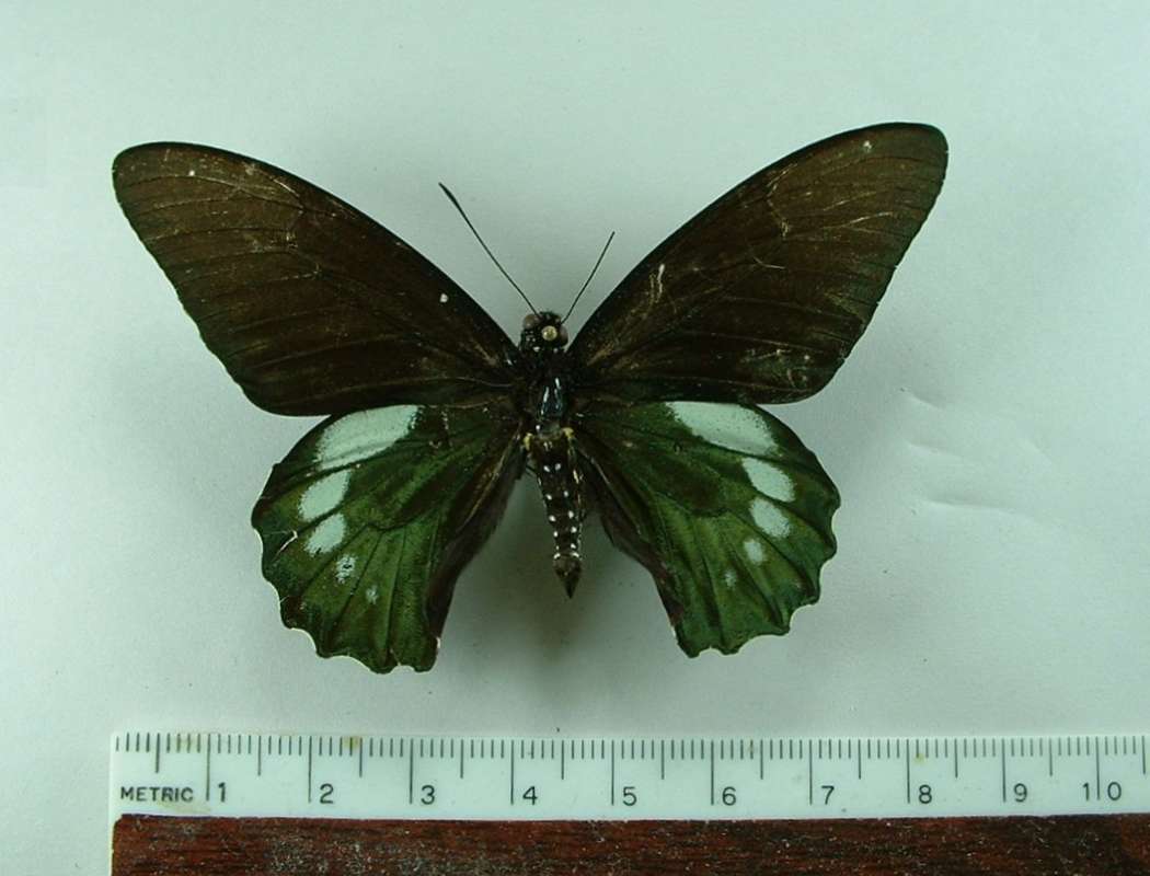 Male - Dorsal View<br>(Origin of the Specimen: El Salvador)