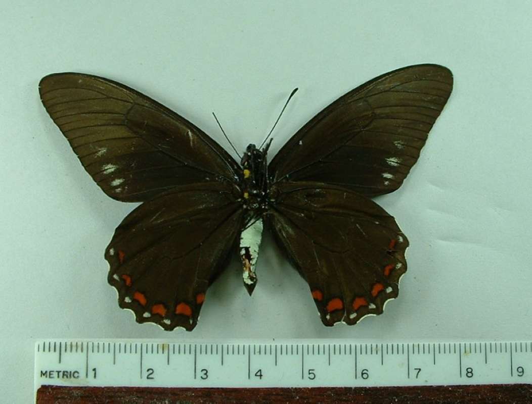 Male - Ventral<br>(Origin of the Specimen: El Salvador)