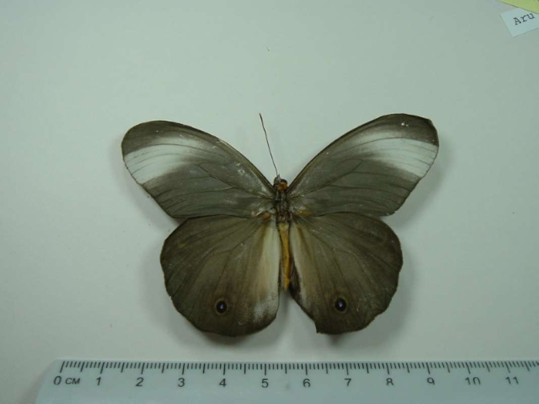 Mounted - Dorsal View<br>(Origin of the Specimen: Aru Island, Indonesia)