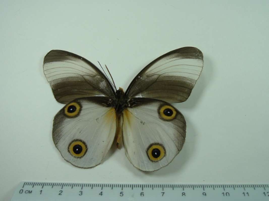 Mounted - Ventral View<br>(Origin of the Specimen: Aru, Indonesia)