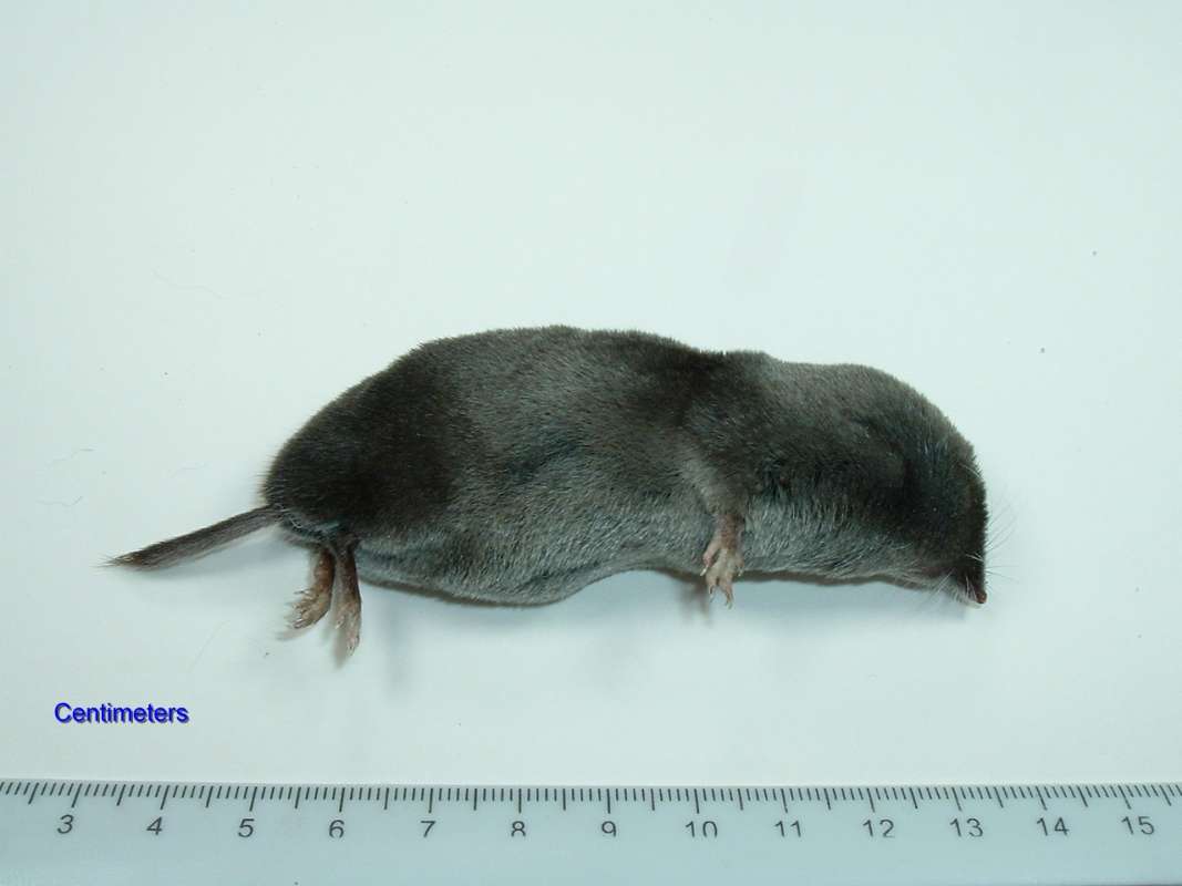 Head View<br>(Origin of the Specimen: Harvard, Illinois, 2009)