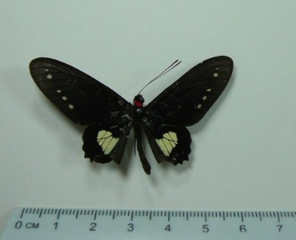 Male - Mounted - Little Repair<br>(Origin of the Specimen: Peru)