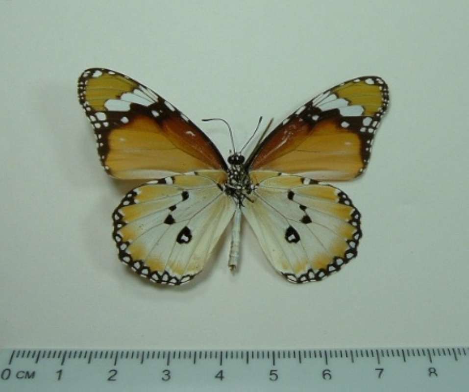 Form With White Rear Wing - Ventral