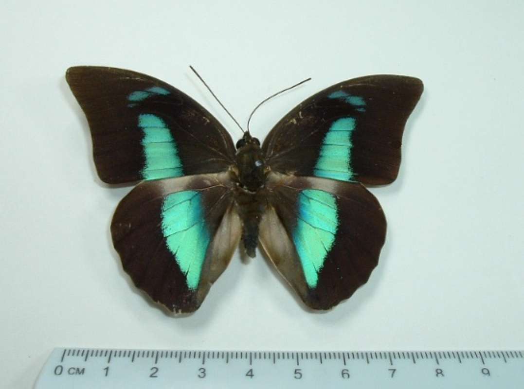 Male - Dorsal Mounted<br>(Origin of the Specimen: Lelydorp, Surinam)