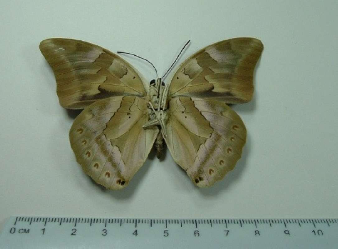 Male - Ventral Mounted<br>(Origin of the Specimen: Lelydorp, Surinam)