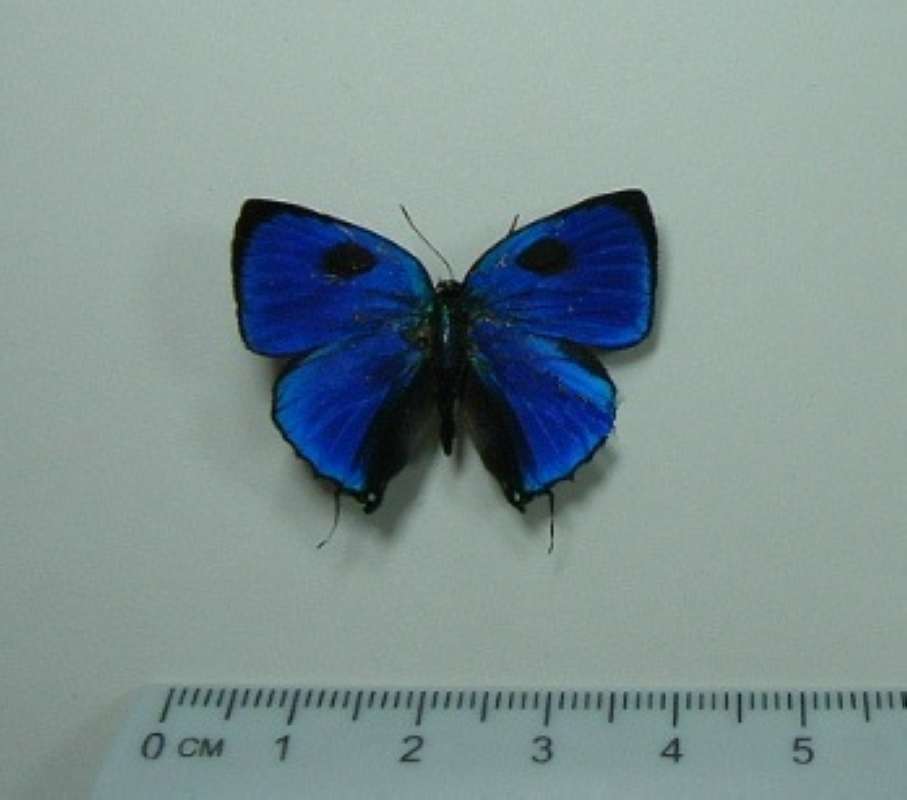Male - Dorsal<br>(Origin of the Specimen: Tingo Maria, Peru)