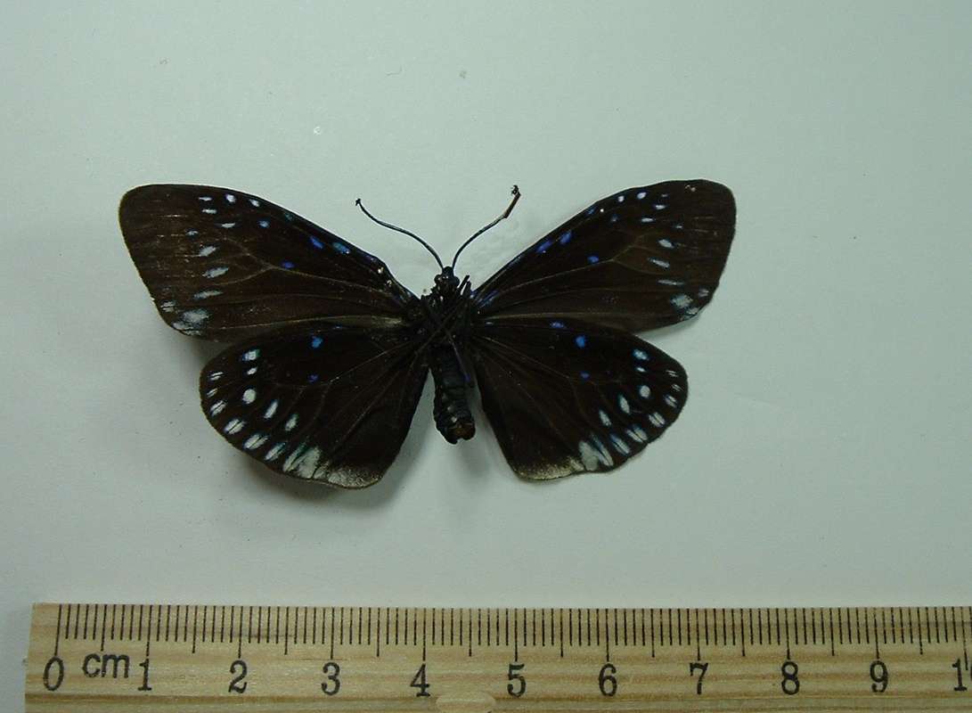 Male - Ventral<br>(Origin of the Specimen: East Java)