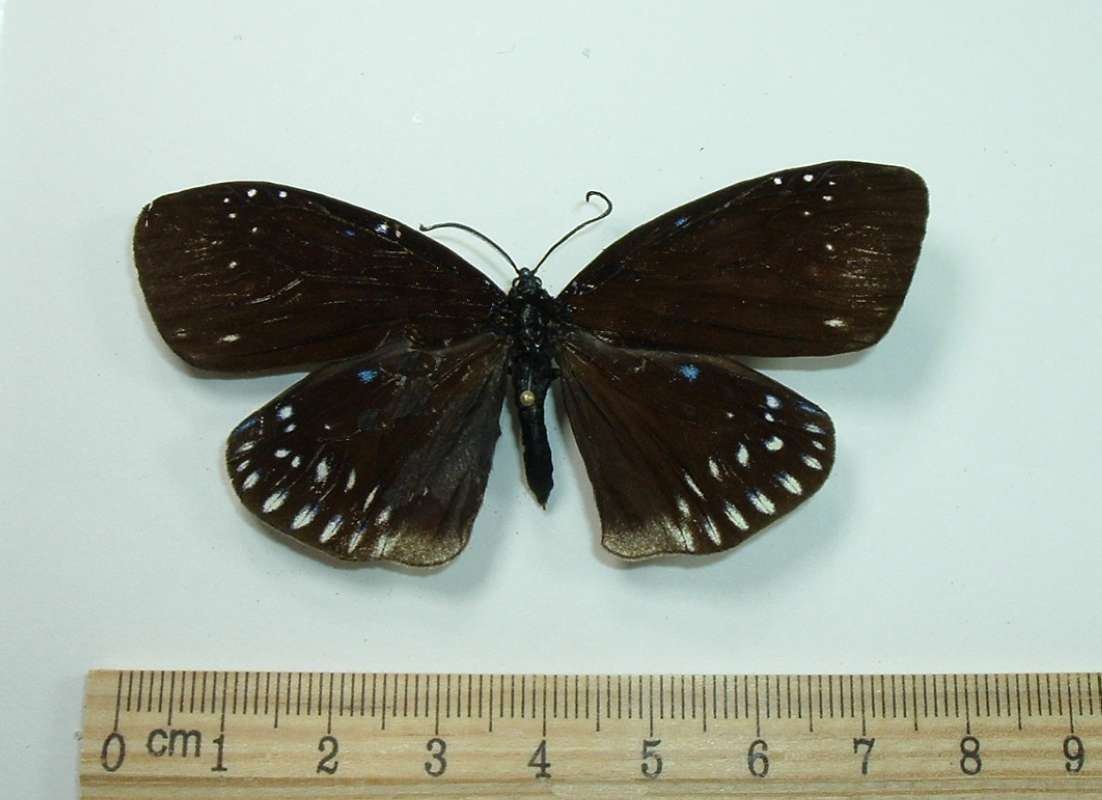 Female - Dorsal<br>(Origin of the Specimen: East Java)