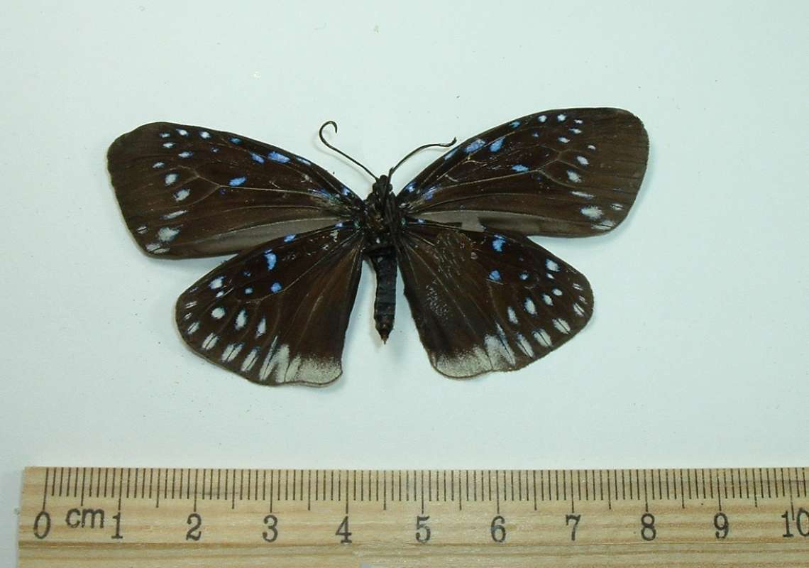 Female - Ventral<br>(Origin of the Specimen: East Java)