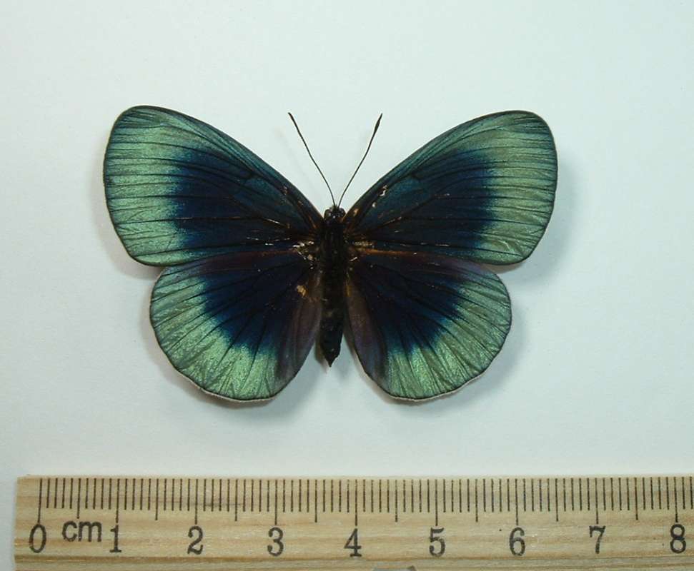 Female - Dorsal View<br>(Origin of the Specimen: Peru)