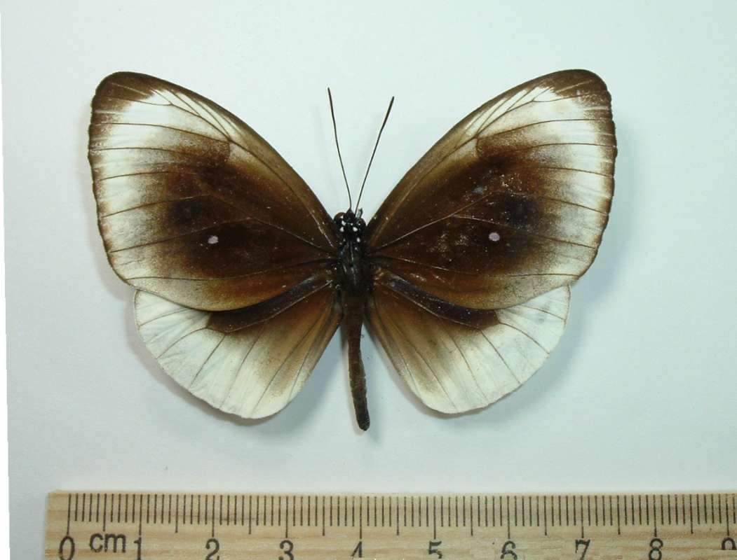 Male - Dorsal View<br>(Location of Picture: Kei Island)