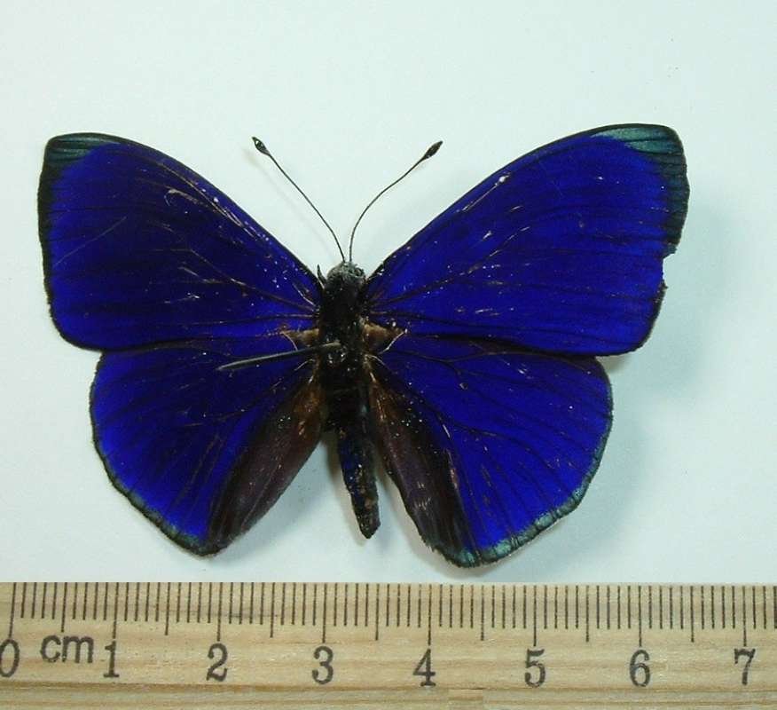 Male - Dorsal View<br>(Origin of the Specimen: Putumayo, Colombia, 1976)