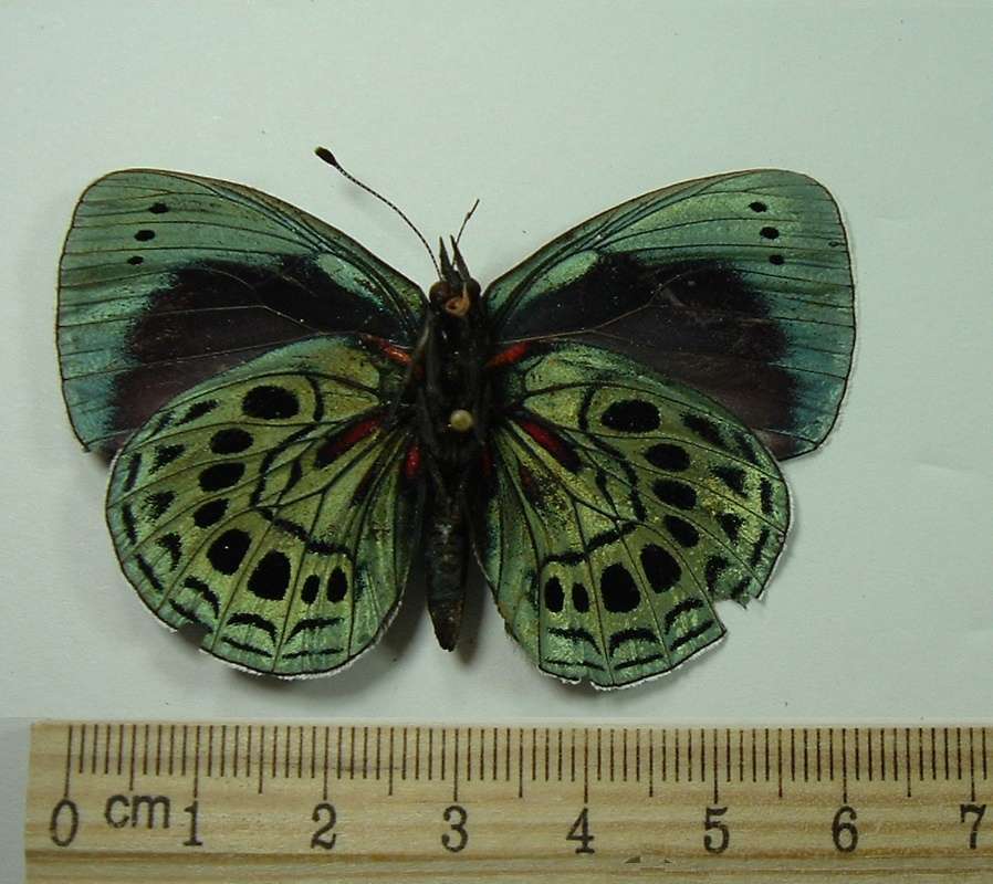 Mounted - Ventral View<br>(Origin of the Specimen: Putumayo (gigantae), Colombia)
