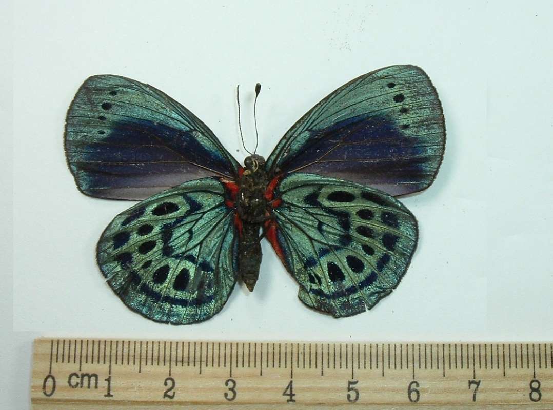 Male - Vental View<br>(Origin of the Specimen: No Data Given)