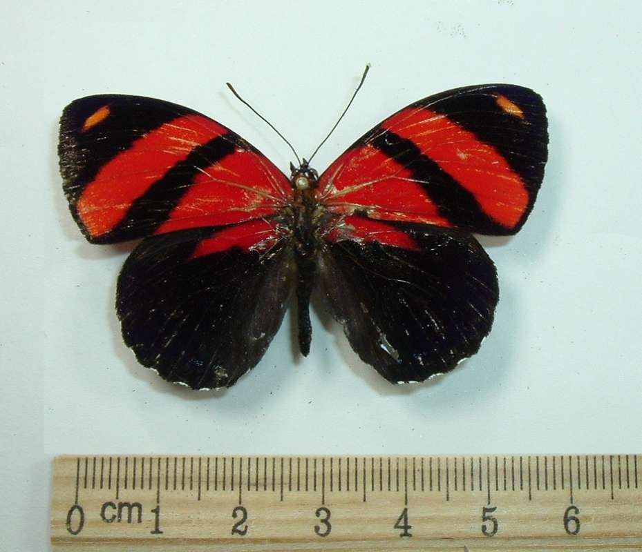 Male - Dorsal<br>(Origin of the Specimen: Gigantae, Huila, Colombia)