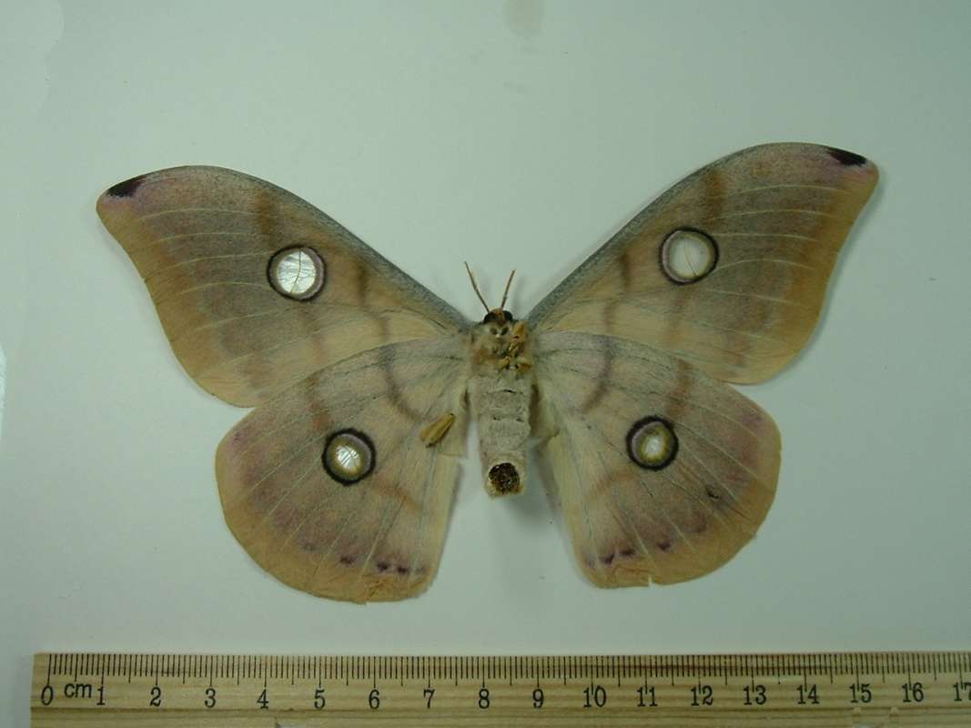 Yellow Female - Ventral<br>(Origin of the Specimen: India)