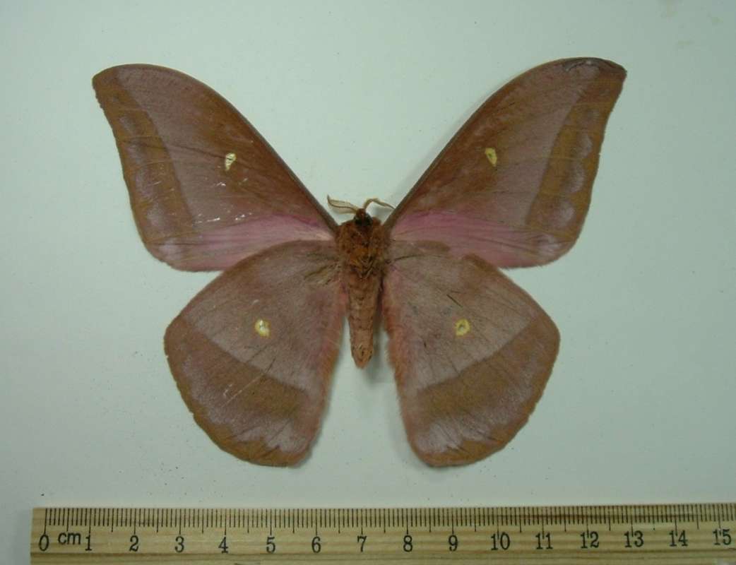 Male - Ventral View<br>(Origin of the Specimen: Gabon, Africa, July 1999)