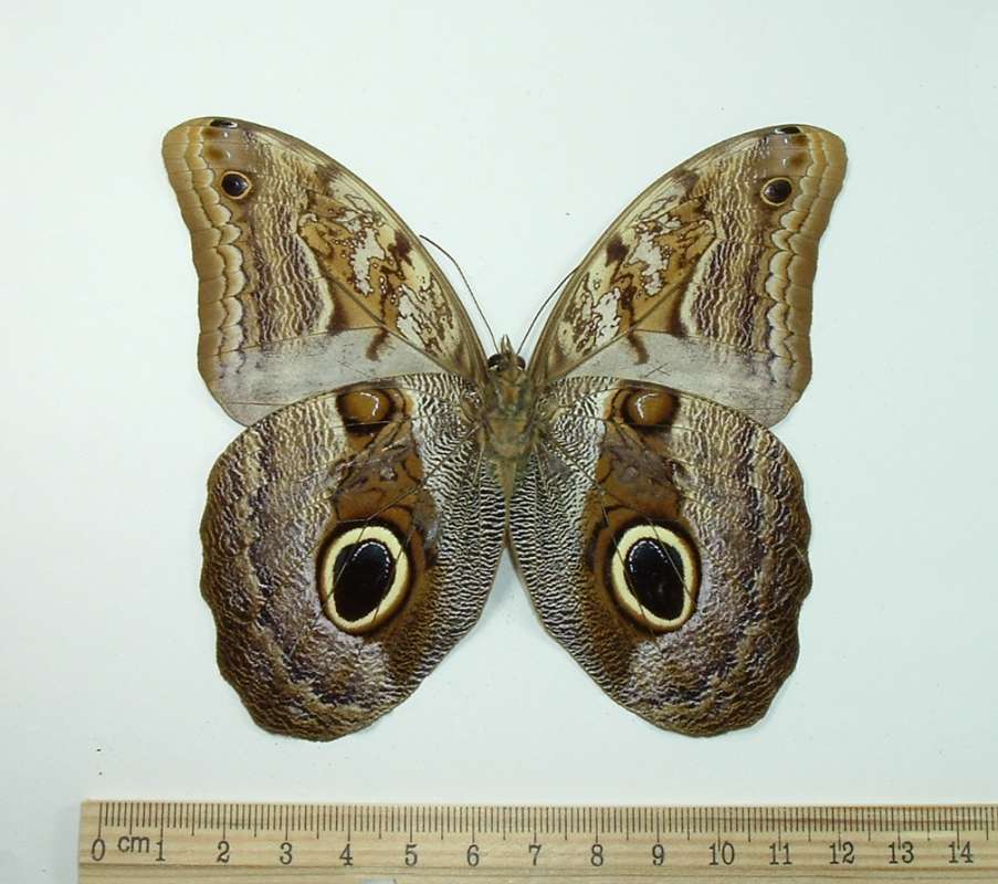 Male - Ventral View<br>(Origin of the Specimen: Ecuador, Jan 1988)