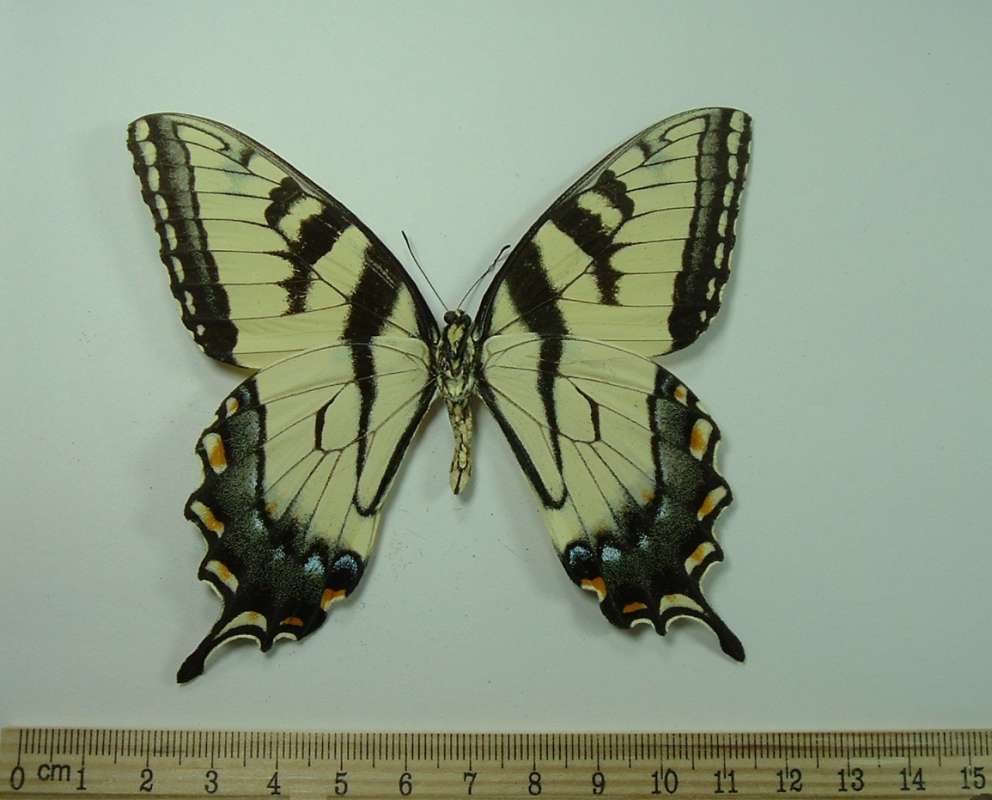 Male - Ventral View<br>(Origin of the Specimen: Alexander City, Alabama, Aug 1983)