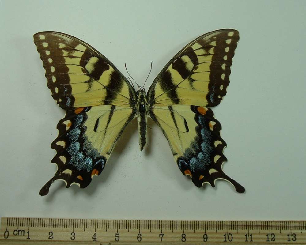 Yellow Female - Dorsal View<br>(Origin of the Specimen: Alexander City, Alabama, 1987)