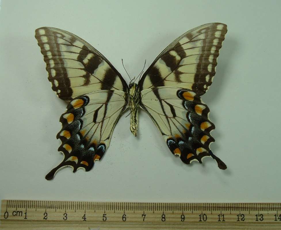 Yellow Female - Ventral View<br>(Origin of the Specimen: Alexander City, Alabama, 1987)