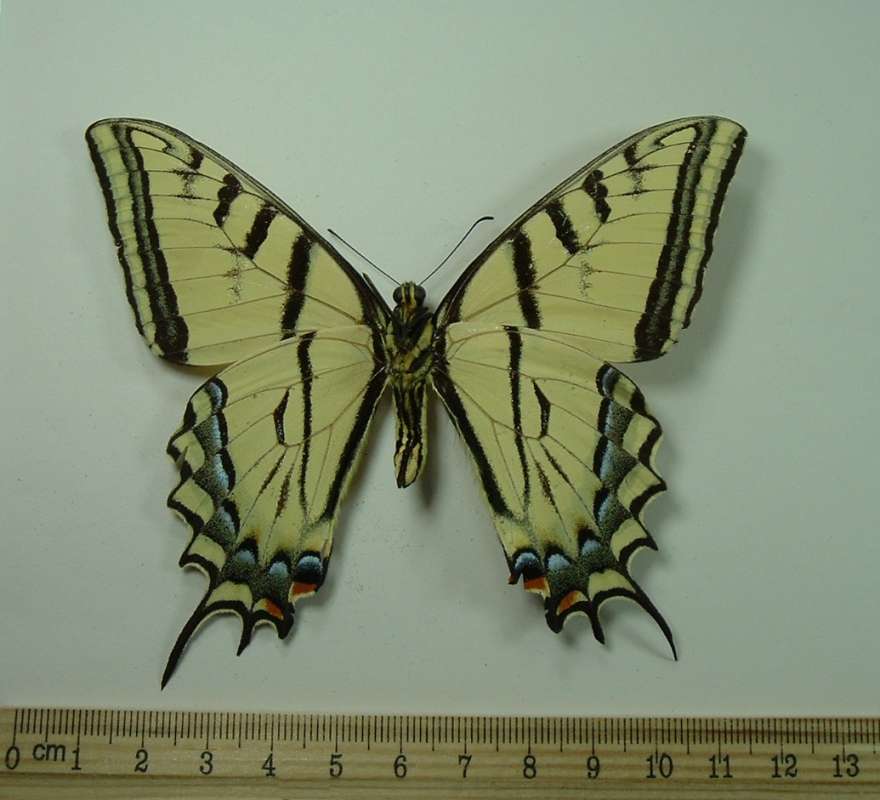 Male - Ventral View<br>(Origin of the Specimen: Salt Lake City, Utah, Sept 9, 1973)