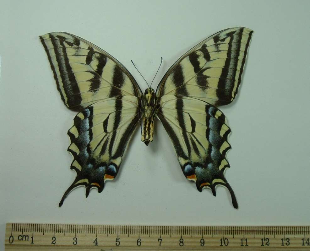 Female - Ventral View<br>(Origin of the Specimen: Cedar City Utah, May 20, 1969)