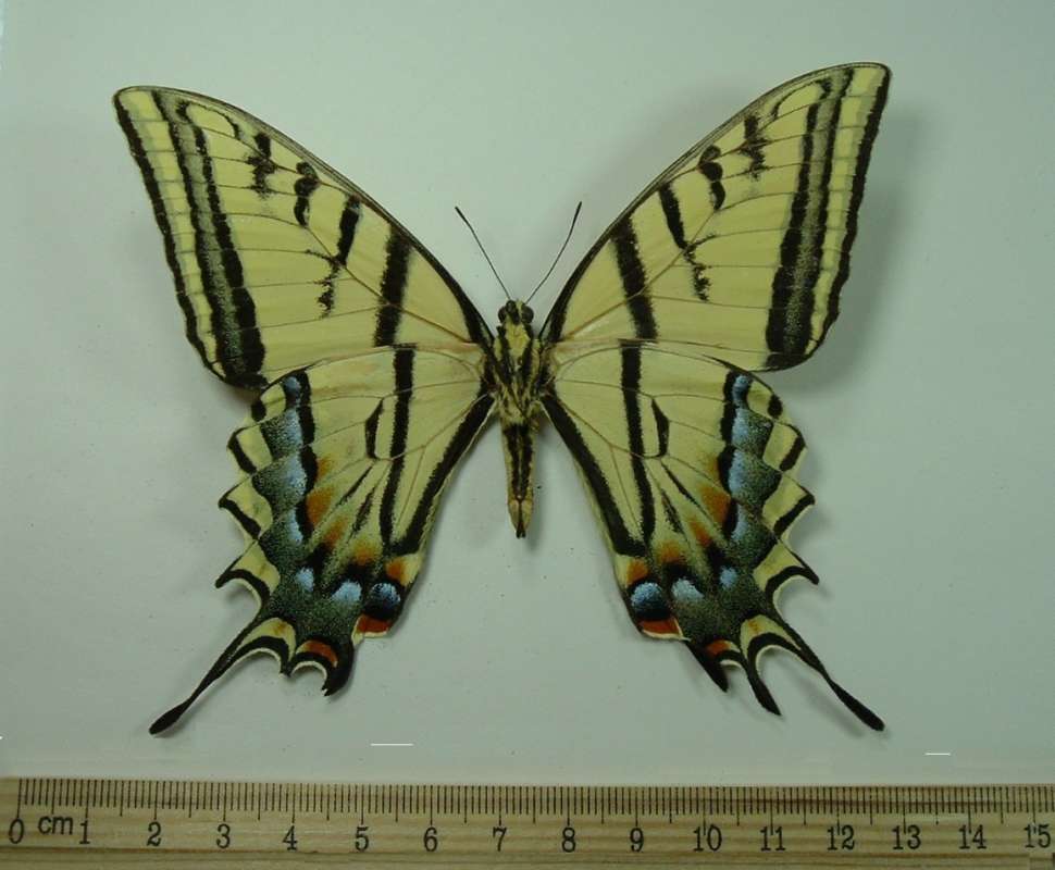 Male - Mounted Ventral<br>(Origin of the Specimen: Federal, Mexico, April 1968)